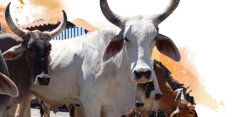 Investigación: “Tope de Toros, resignificaciones históricas, voces de la memoria (ss. XIX-XXI)” Investigación: “Tope de Toros, resignificaciones históricas, voces de la memoria (ss. XIX-XXI)”