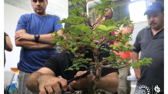 Persona dándole mantenimiento a un bonsaí
