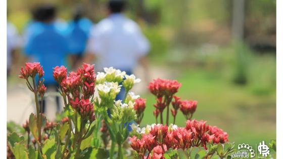 Flores blancas y rojas al fondo un grupo de personas con camisas blancas y azules