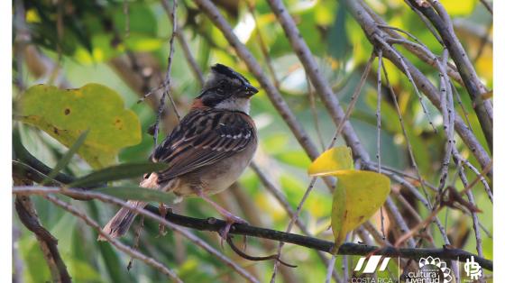 Ave, llamada comúnmente come maíz o pirrís en un árbol