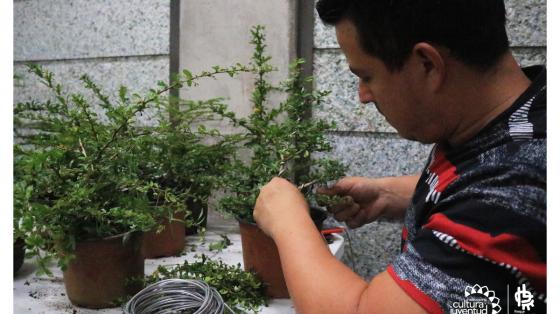 Muchacho podando un árbol pequeño que está en una maceta