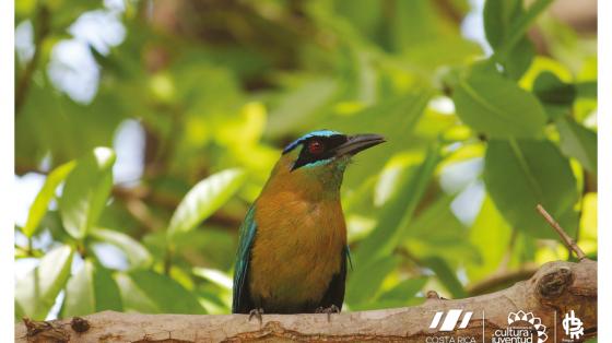 Pájaro bobo sobre una rama de un árbol