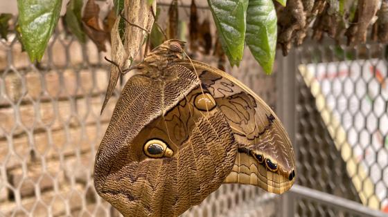 Mariposario del Museo Nacional de Costa Rica