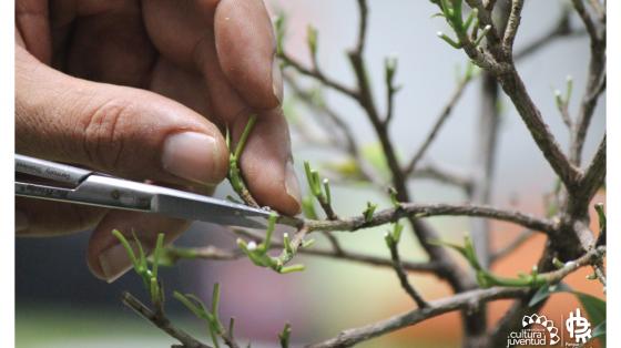 Persona tomando partes de una planta