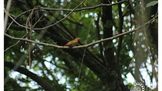 Charla: "Conociendo las aves que cuidan nuestro grano de oro." Una pequeña ave en un árbol