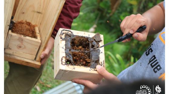 Club Abeja de Desamparados: Día de Campo | Parque La Libertad Club Abeja de Desamparados: Día de Campo | Parque La Libertad