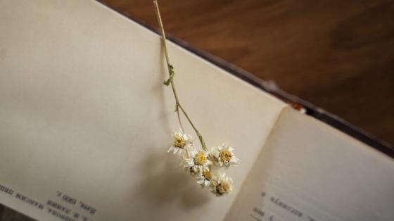 Sobre mesa de madera. Un libro abierto encima una magarita.