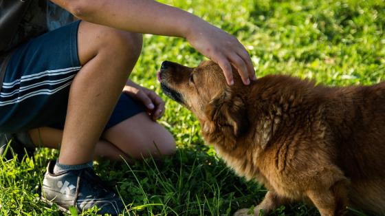 Celebremos el Día de la Niñez. Una persona acariciando un perro