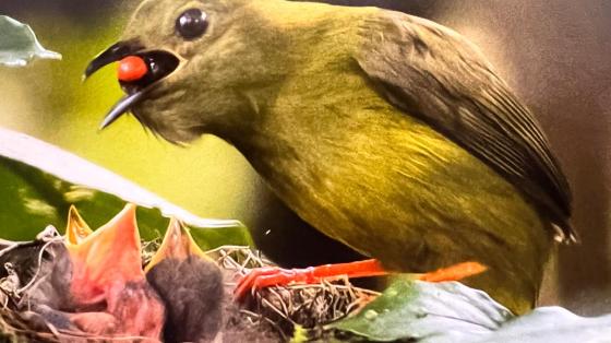 Exposición Aves Cotidianas en Costa Rica imagen ilustrativa.