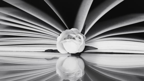 Conmemoración de la partida del poeta Laureano Albán En tonos blanco y negro un libro abierto y una rosa en el centro