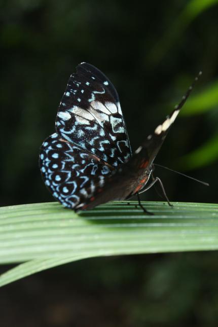 Mariposas 