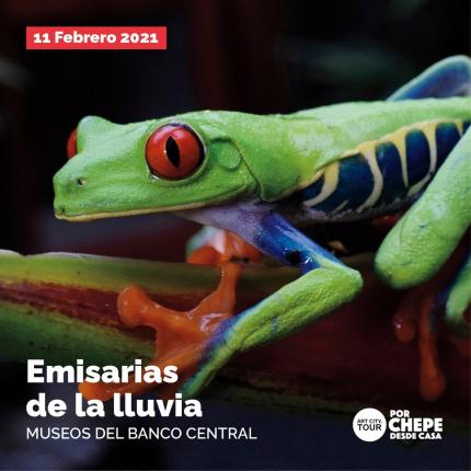 “Emisarias de la lluvia”, un acercamiento a las ranas y sapos desde la perspectiva arqueológica, etnográfica y biológica “Emisarias de la lluvia”, un acercamiento a las ranas y sapos desde la perspectiva arqueológica, etnográfica y biológica