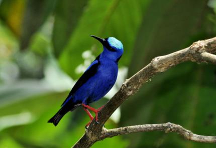 Fotografía: Museo Nacional de Costa Rica