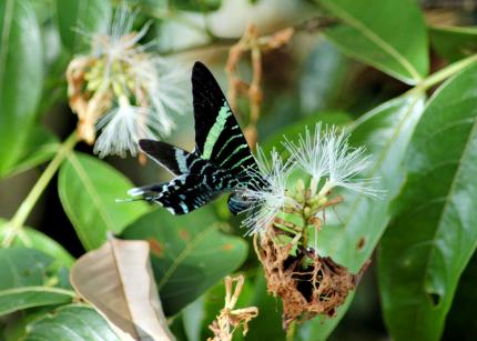 Fotografía: Museo Nacional de Costa Rica Fotografía: Museo Nacional de Costa Rica