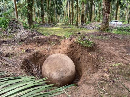 Hallazgo fue reportado por trabajadores agrícolas en Finca 12 en Palmar Sur de Osa, Puntarenas. Foto Museo Nacional de Costa Rica