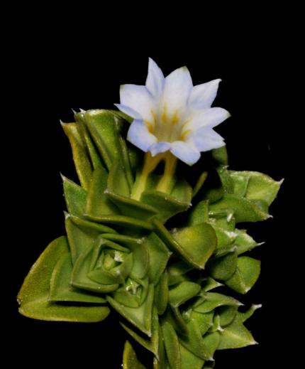 Gentiana bicentenaria Gentiana bicentenaria