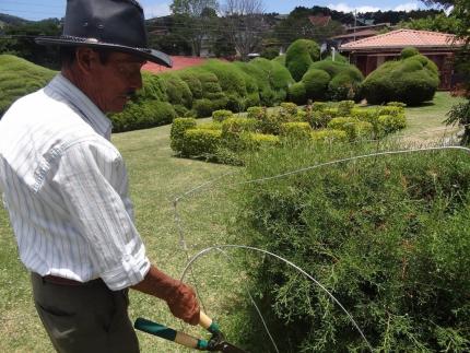 Evangelista Blanco tiene 50 años de trabajar dando forma a las figuras de ciprés del parque de Zarcero. Foto: Prensa MCJ. Evangelista Blanco tiene 50 años de trabajar dando forma a las figuras de ciprés del parque de Zarcero. Foto: Prensa MCJ.