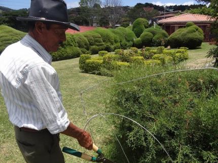 Evangelista Blanco tiene 50 años de trabajar dando forma a las figuras de ciprés del parque de Zarcero. Foto: Prensa MCJ.