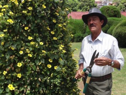 Evangelista Blanco tiene 50 años de trabajar dando forma a las figuras de ciprés del parque de Zarcero. Fotografía: Unidad de Comunicación, MCJ