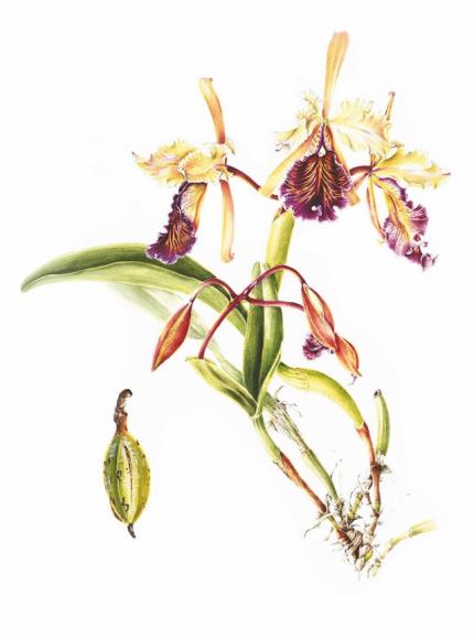 Orquídea 1. Cattleya dowiana