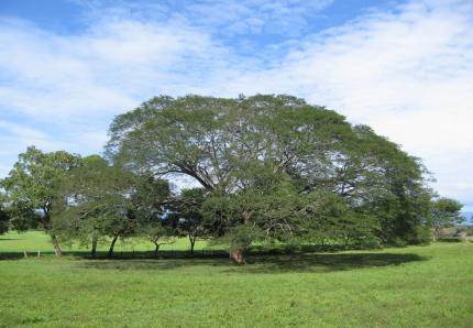 Decreto ejecutivo Nº 7, del 24 de agosto de 1959, declaró el árbol de Guanacaste como símbolo nacional de Costa Rica Decreto ejecutivo Nº 7, del 24 de agosto de 1959, declaró el árbol de Guanacaste como símbolo nacional de Costa Rica