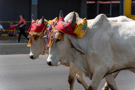 DESFILE BOYEROS-96 (1).jpg