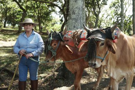 Desfile de Boyeros.JPG