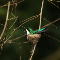 Murciélagos, aves y mariposas capturan las bellezas de la Virgen de Sarapiquí