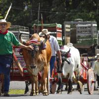 Grupo de boyeros desfilando por las calles de San Carlos 