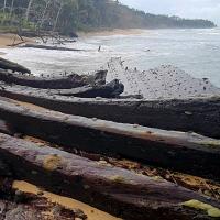 Fotografía: Vistas de pecio, en Playa Grande, Manzanillo, Caribe Sur. Museo Nacional de Costa Rica.