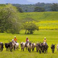 Las Guías Turístico-Culturales destacan bellezas culturales, históricas y naturales, tanto de la bajura como de la altura de Guanacaste