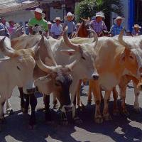 Tope de toros, Liberia. Foto Unidad de Comunicación, MCJ