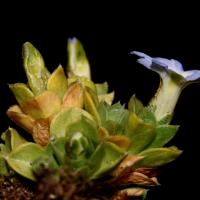 Gentiana bicentenaria 