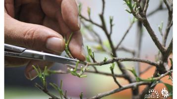 Persona tomando partes de una planta