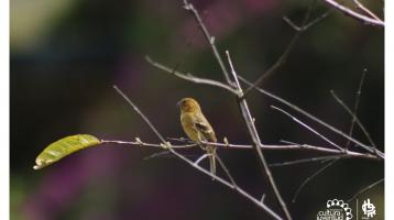 Un ave amarilla en un árbol