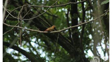 Una pequeña ave en un árbol